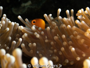 Drowning in a sea of anemone by William Goers Jr 